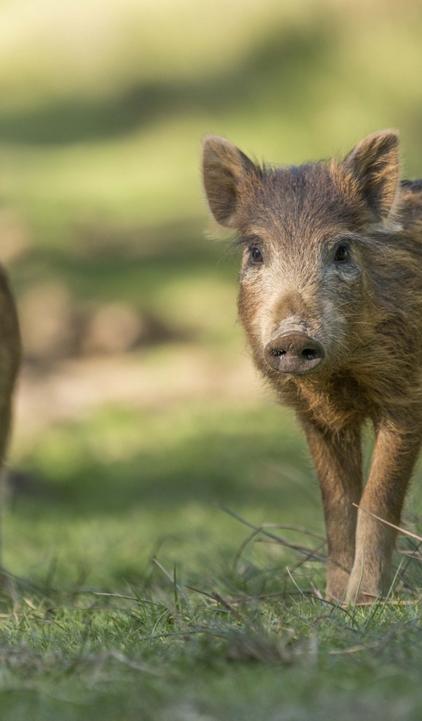 Две маленькие дикие свиньи стоят на зеленой траве