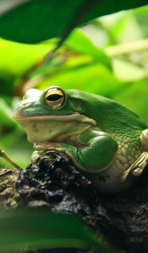 Большая зеленая лягушка сидит на коряге 