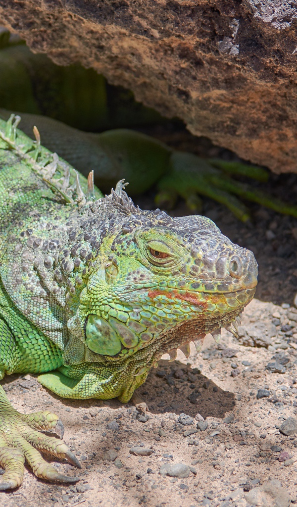 Большая зеленая игуана отдыхает на солнце