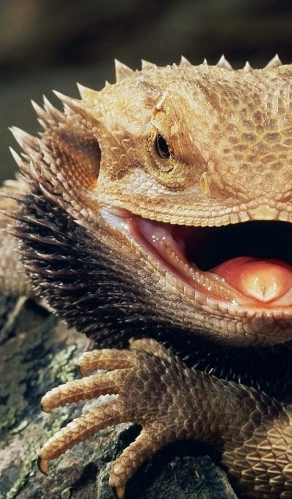 Бородатая ящерица с открытым ртом