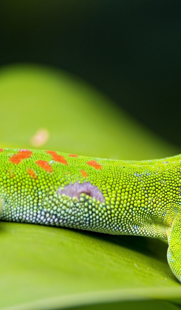 Красивый зеленый геккон на зеленом листе