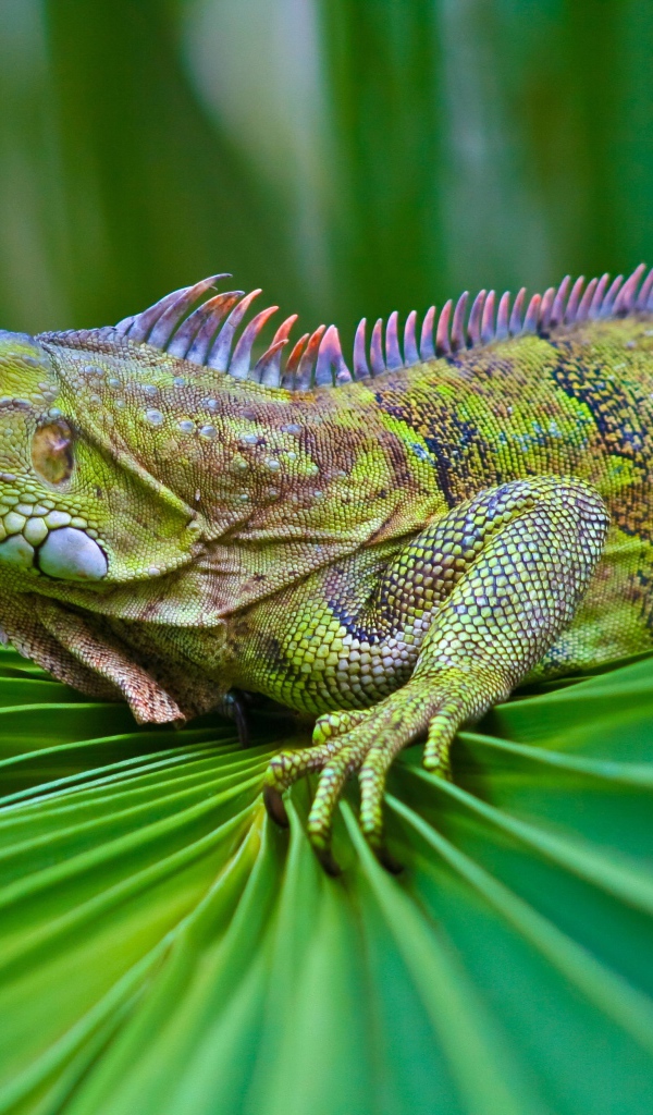 Красивая зеленая игуана сидит на зеленом листе