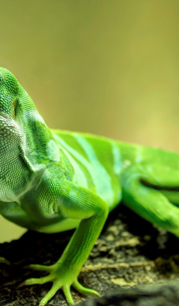 Красивая зеленая ящерица крупным планом 