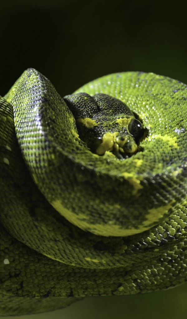 Красивый зеленый питон на ветке дерева