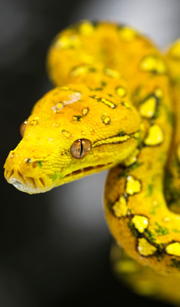 Красивая желтая змея
