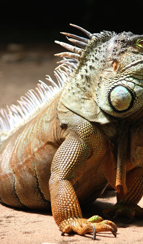 Большая красивая игуана на песке 