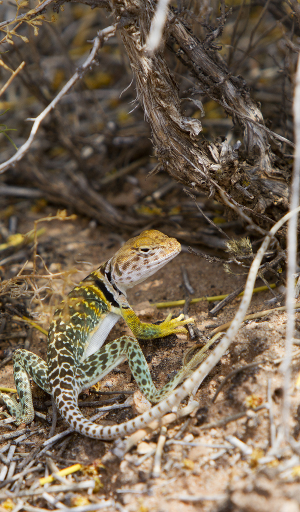 Ошейниковая пустынная игуана в сухих ветках