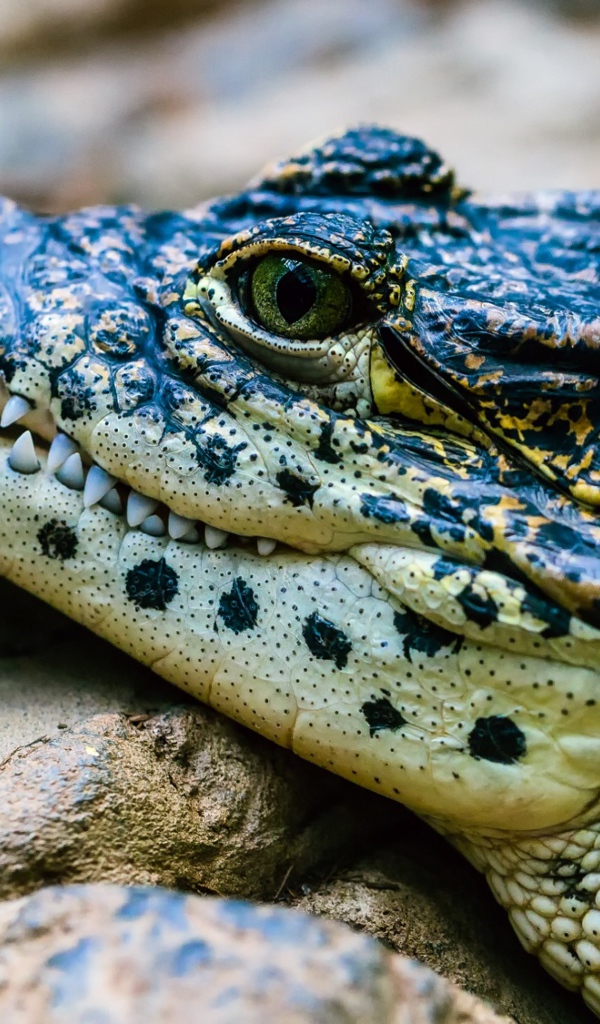 Крокодил отдыхает на камне 