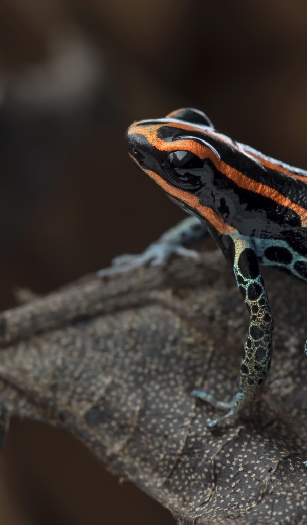 Лягушка сетчатый древолаз сидит на сухом листе