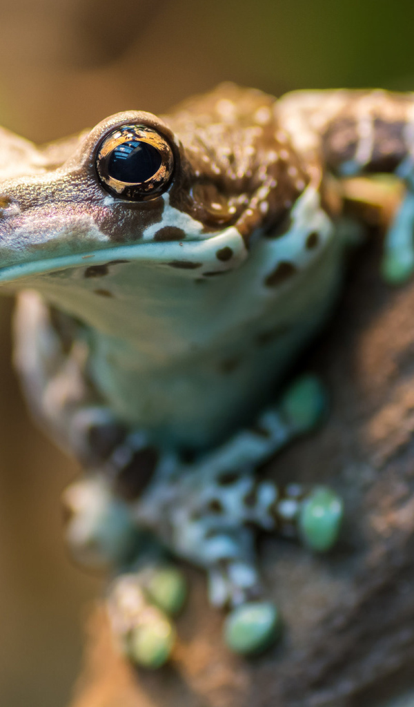 Лягушка на дереве крупным планом 