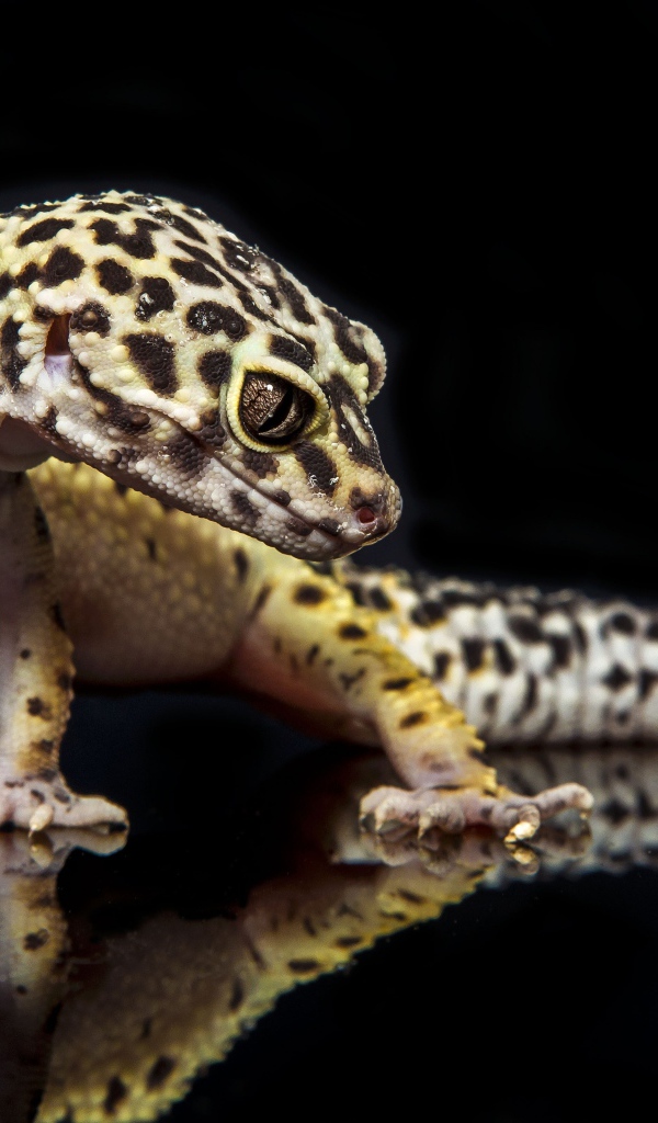 Геккон охотится на гусеницу на черном фоне