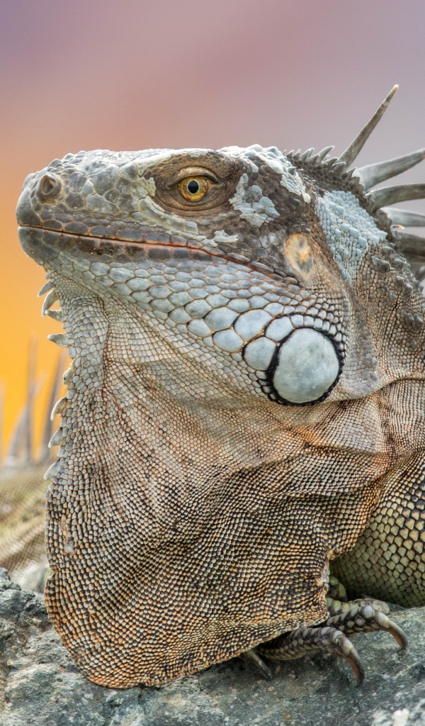 Серая игуана отдыхает на камне 
