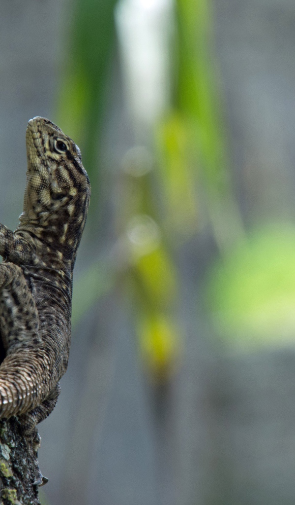Серая ящерица на дереве 