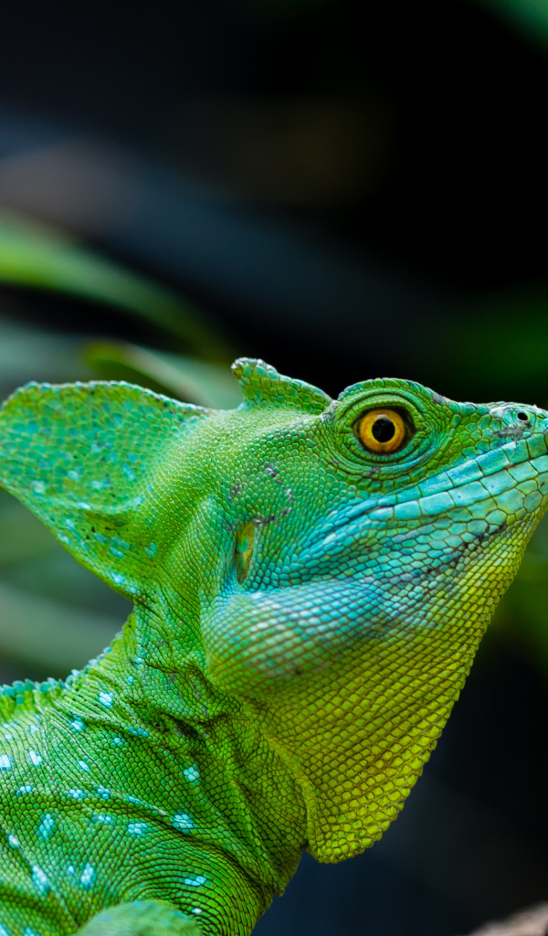 Зеленый ящер василиск с желтыми глазами 