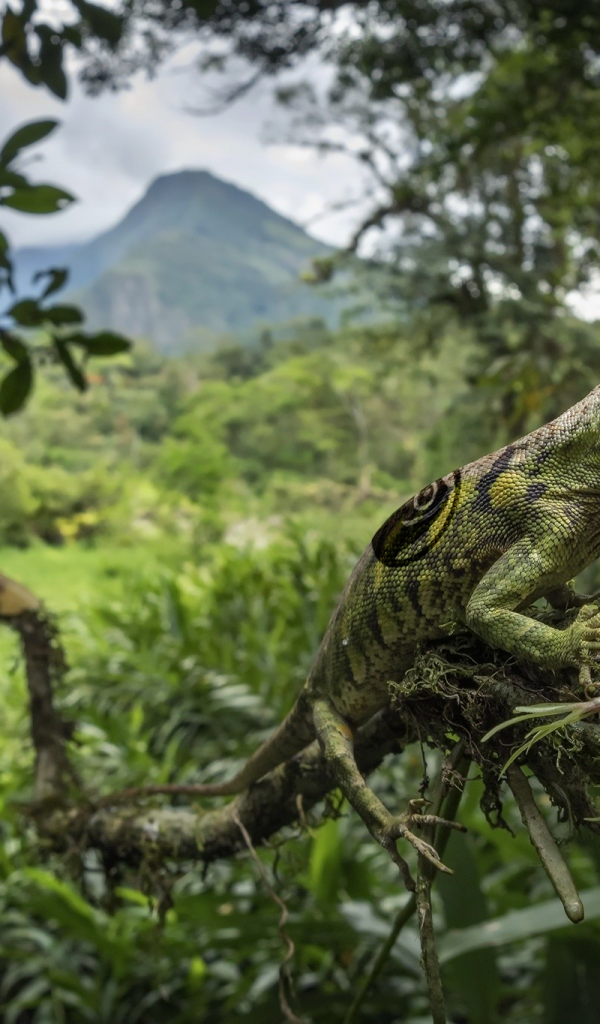 Зеленая большая ящерица на ветке дерева