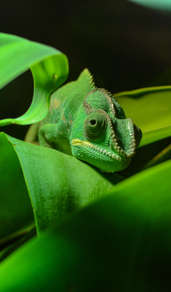 Зеленый хамелеон спрятался в зеленых листьях 