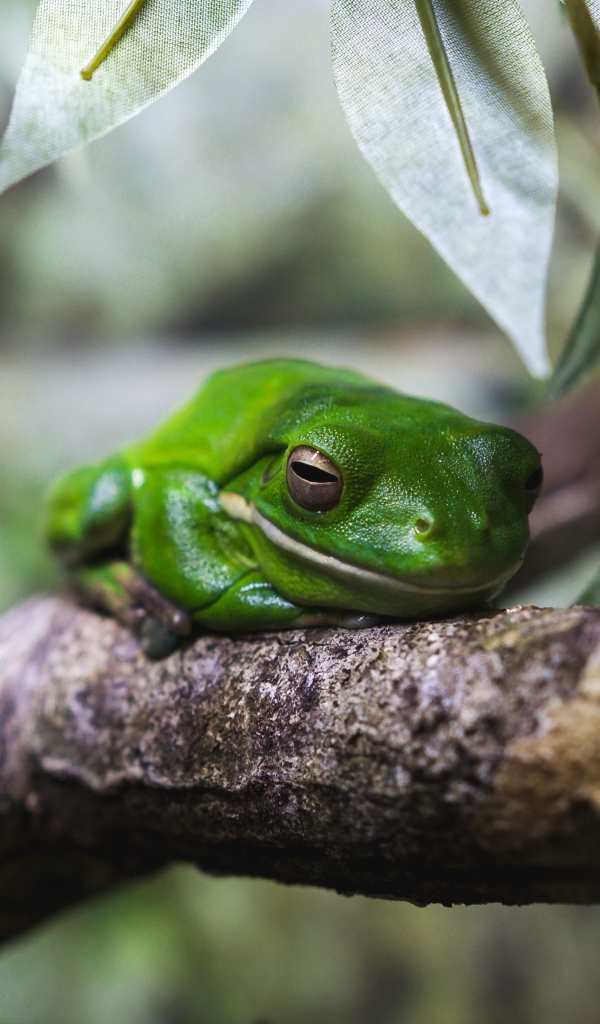 Зеленая лягушка на дереве 
