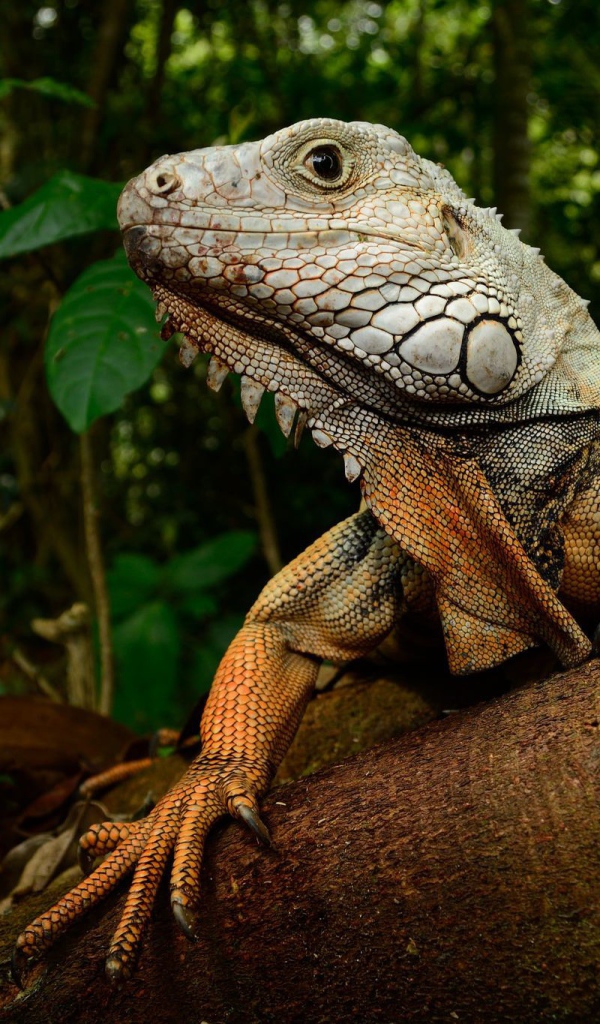 Большая игуана на стволе дерева