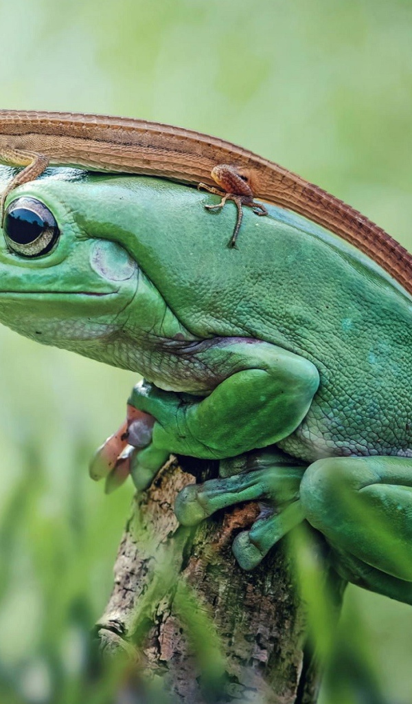 Ящерица сидит на большой зеленой лягушке 