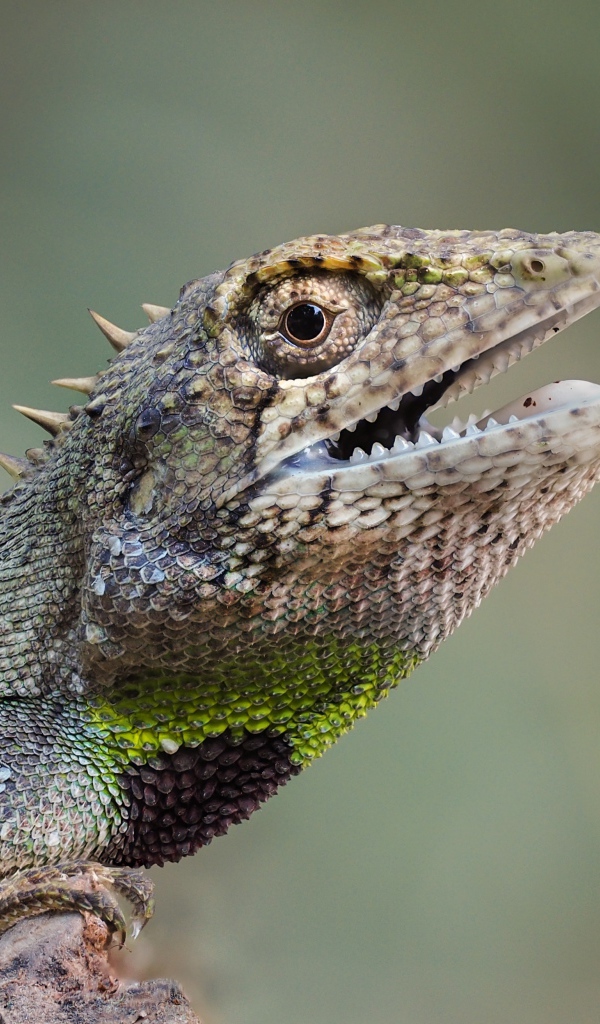 Ящерица с открытым ртом сидит на скале