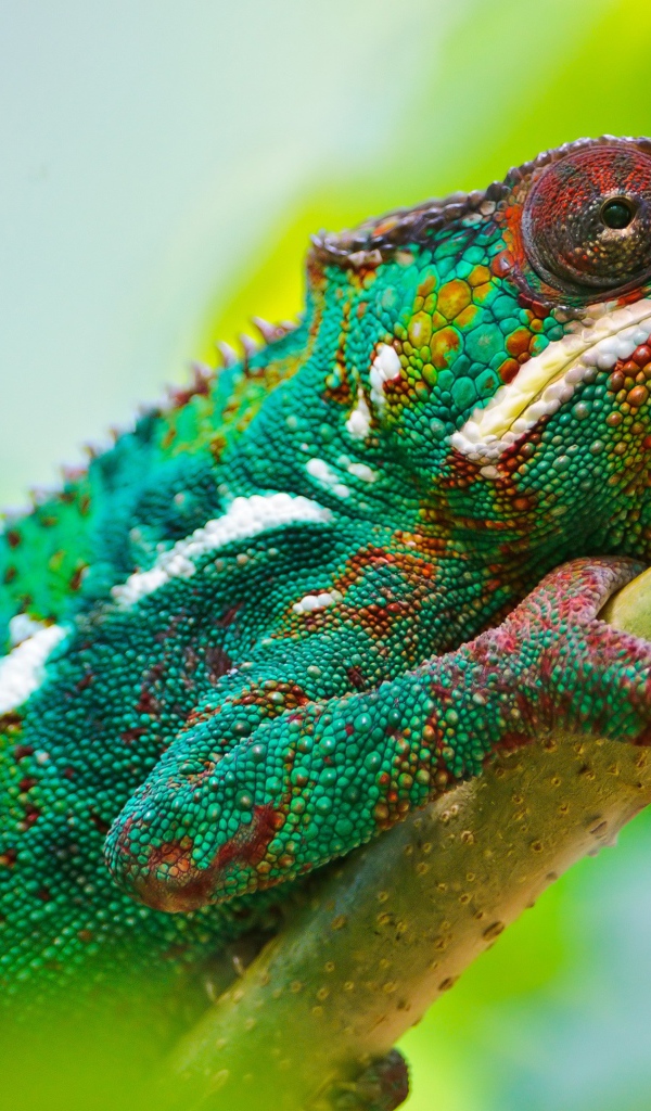 Разноцветный хамелеон на ветке 