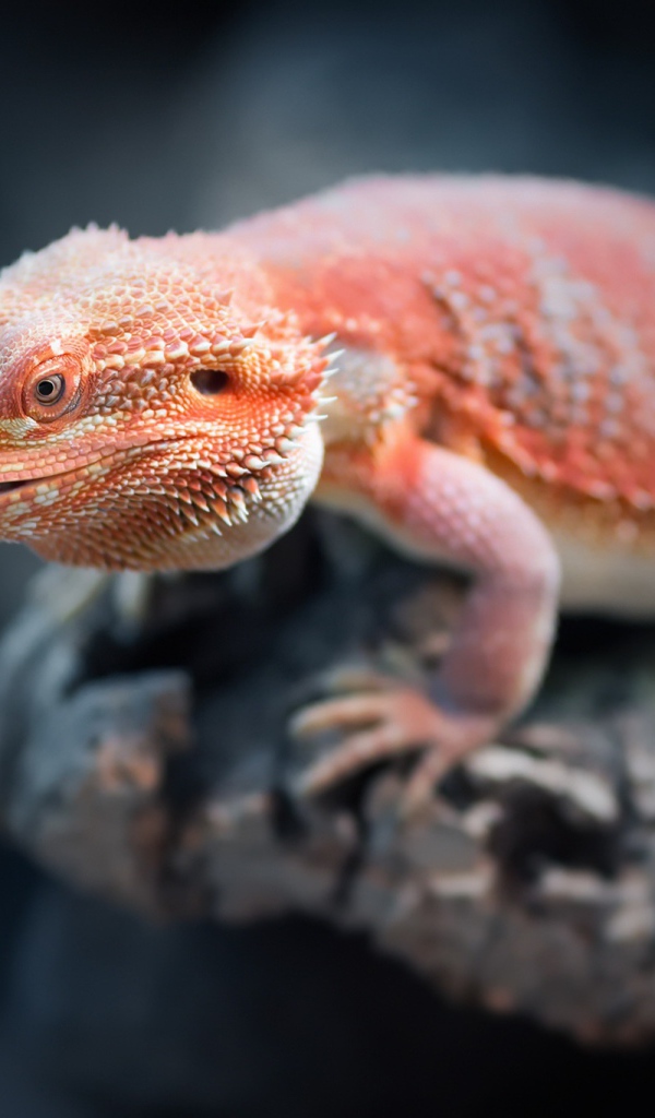 Оранжевая бородатая агама сидит на камне 