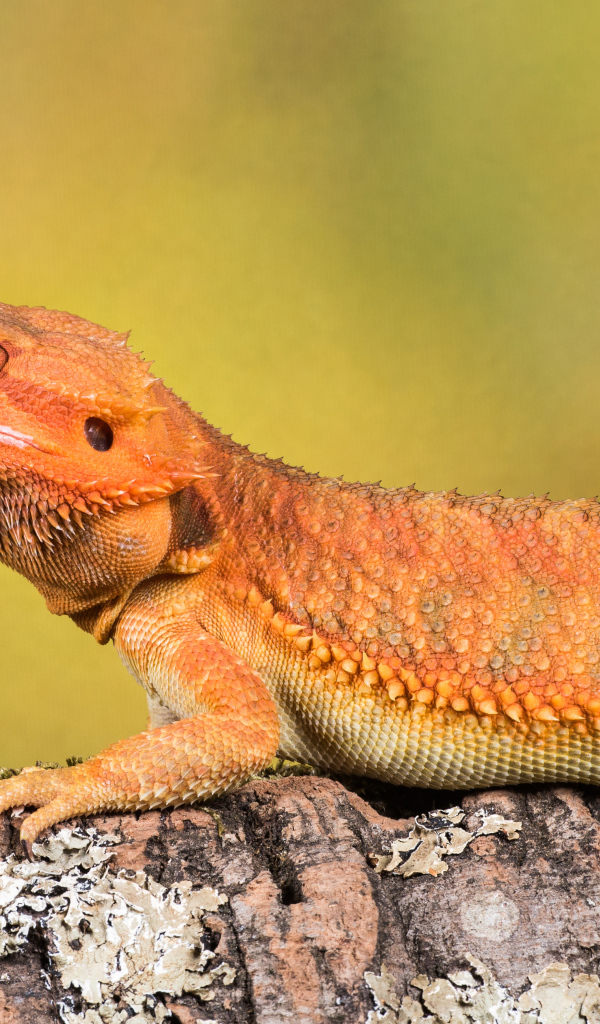 Оранжевая ящерица сидит на камне