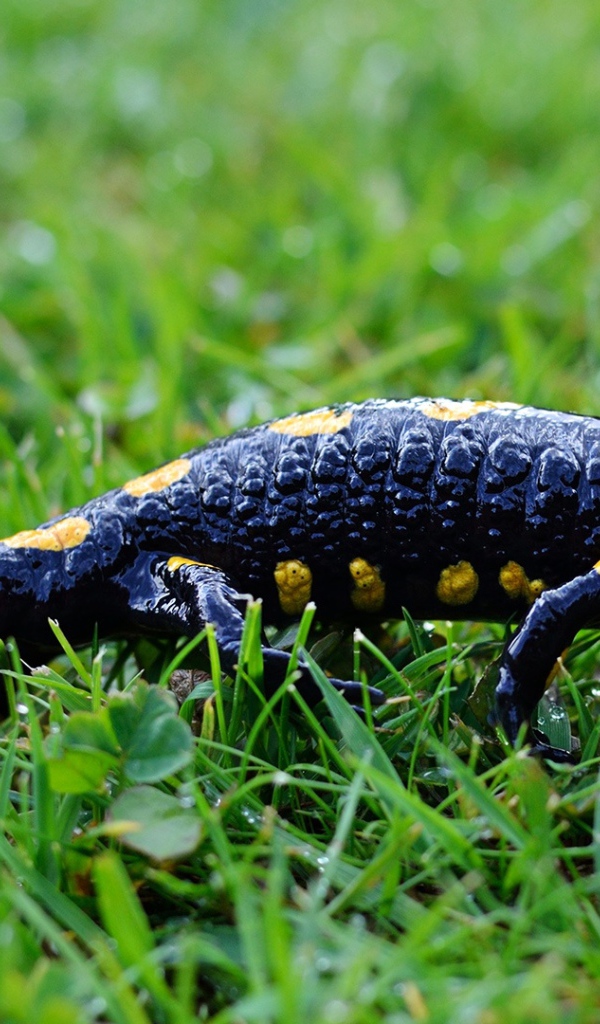 Саламандра на мокрой зеленой траве 