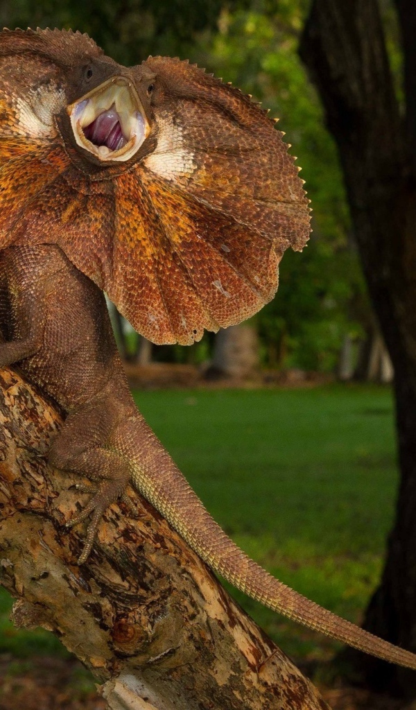 Грозная Плащеносная ящерица на дереве