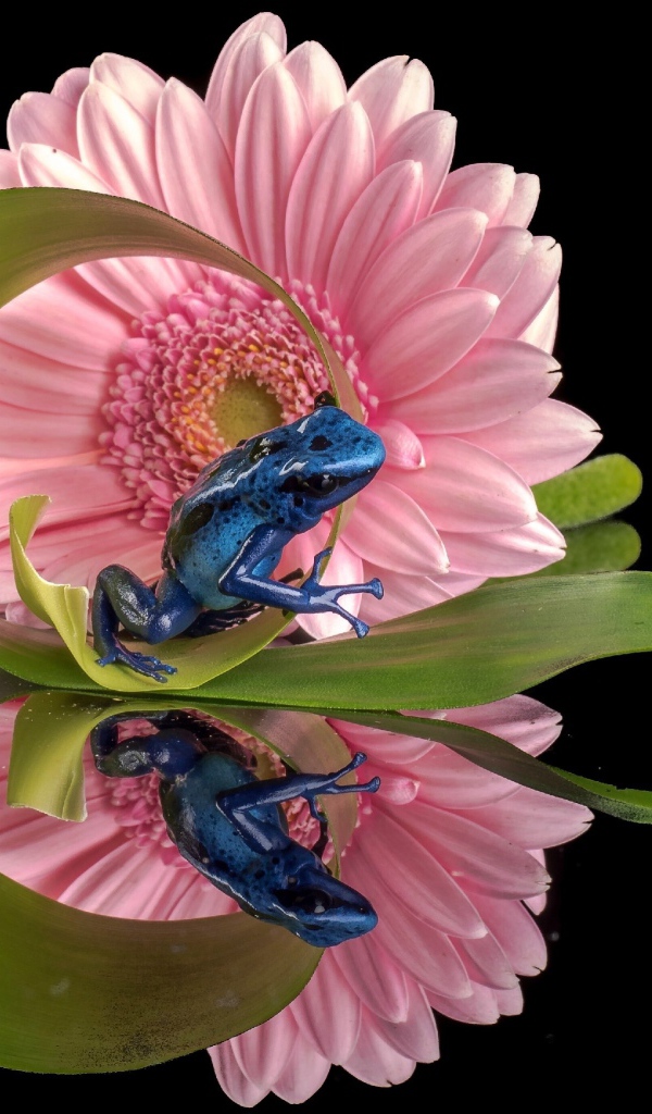 Синяя лягушка и герберы отражены в зеркальной поверхности стола