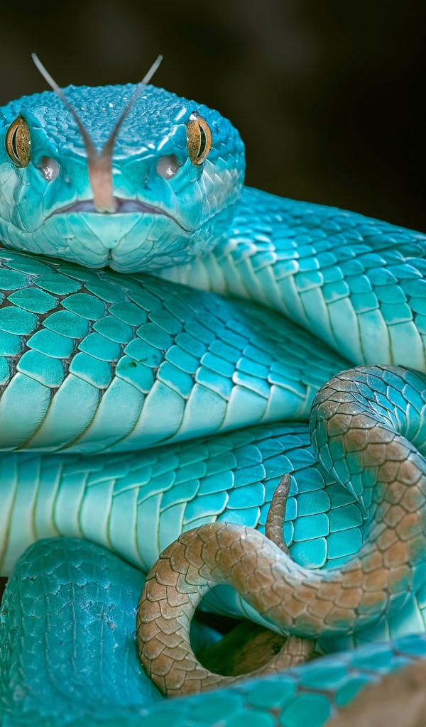 Змея голубого цвета высунула язык