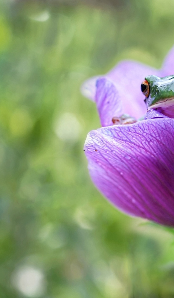 Лягушка сидит в сиреневом цветке 