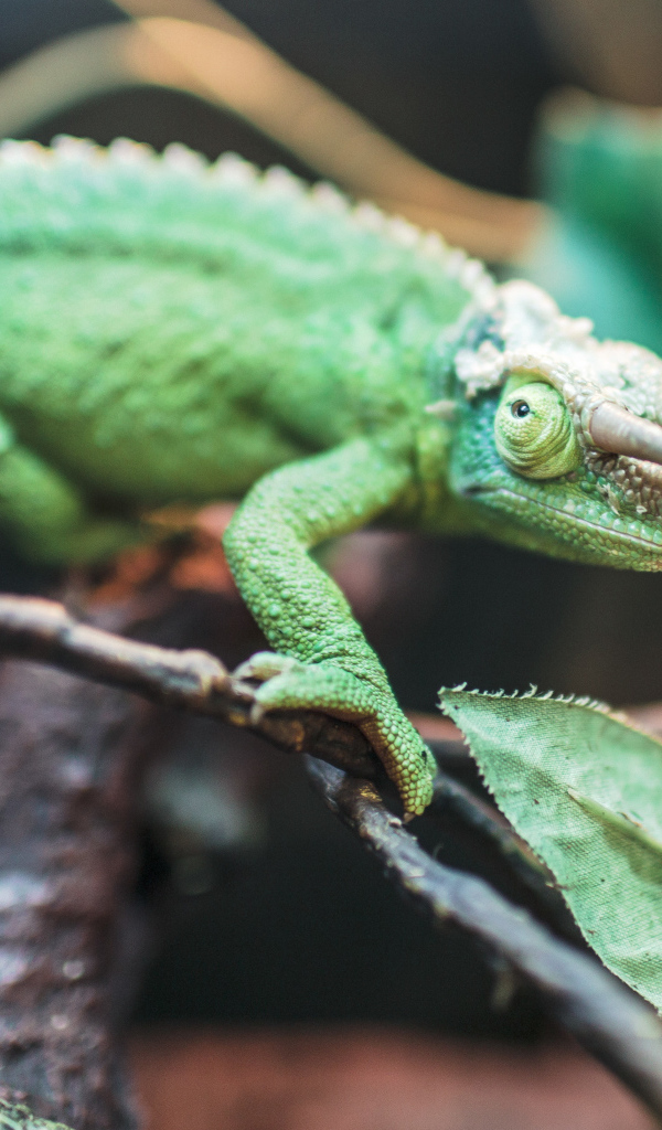 Зеленый хамелеон Джексона на ветке 