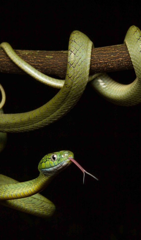 Зеленая змея с высунутым языком обвилась на ветке дерева