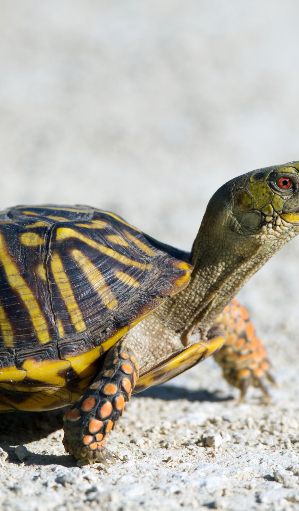 Черепаха идет по дороге 