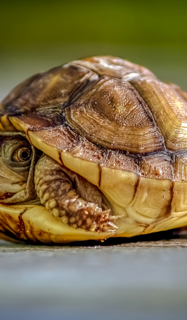 Черепаха спряталась в панцире крупным планом