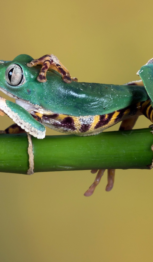 Три зеленые лягушки сидят на зеленой ветке