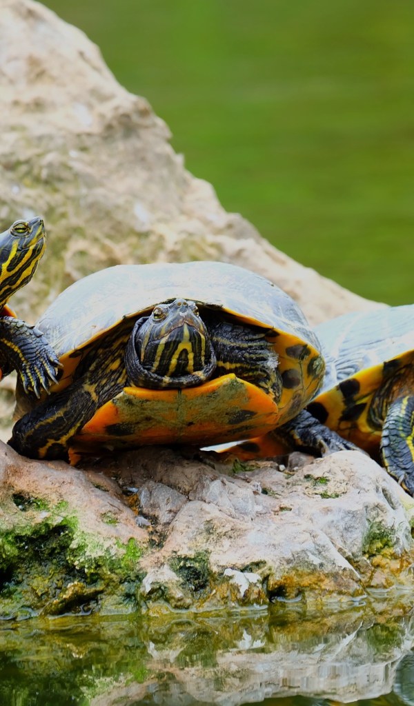 Три черепахи на камне у водоема 