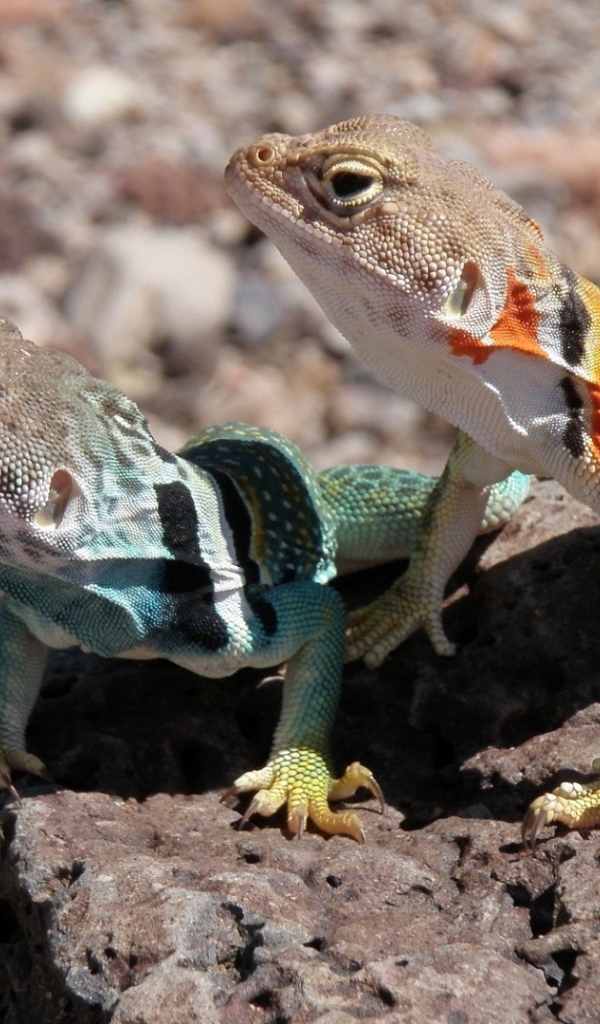 Две ошейниковые пустынные игуаны на камне 