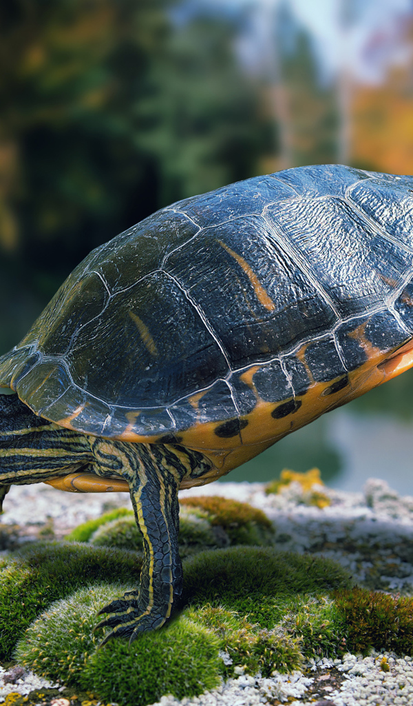 Красивая черепаха делает гимнастику на камне  