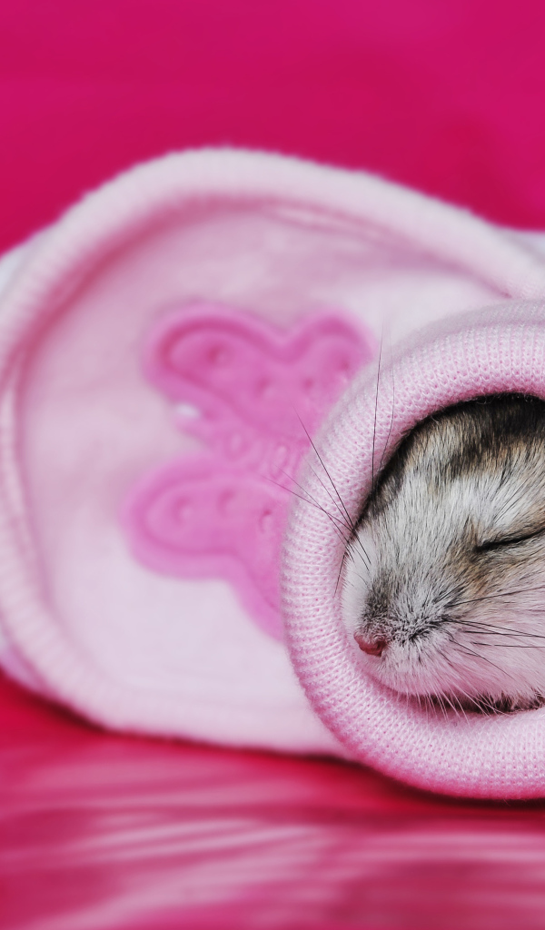 Маленький милый хомяк спит в розовом носке