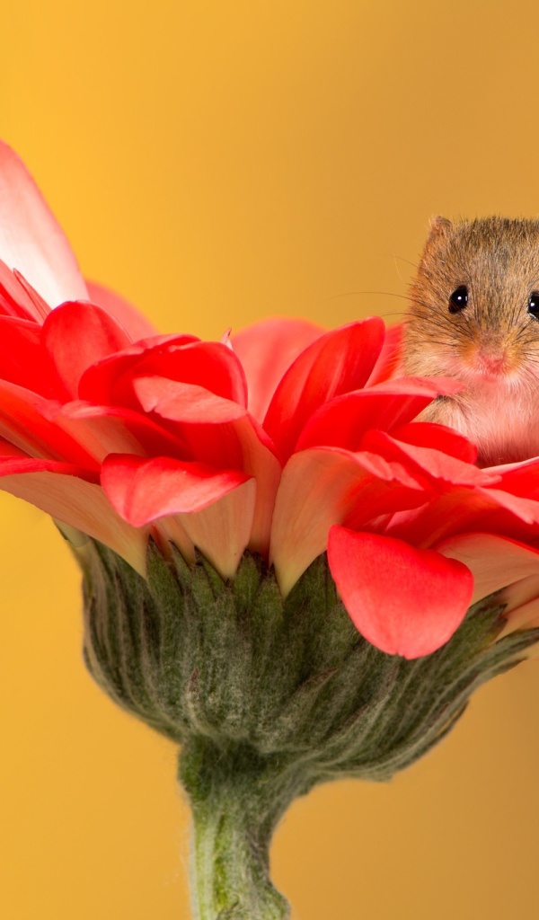 Маленький забавный мышонок сидит на красном цветке герберы