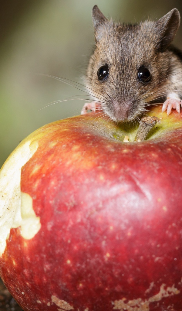 Маленький мышонок сидит на большом красном яблоке 