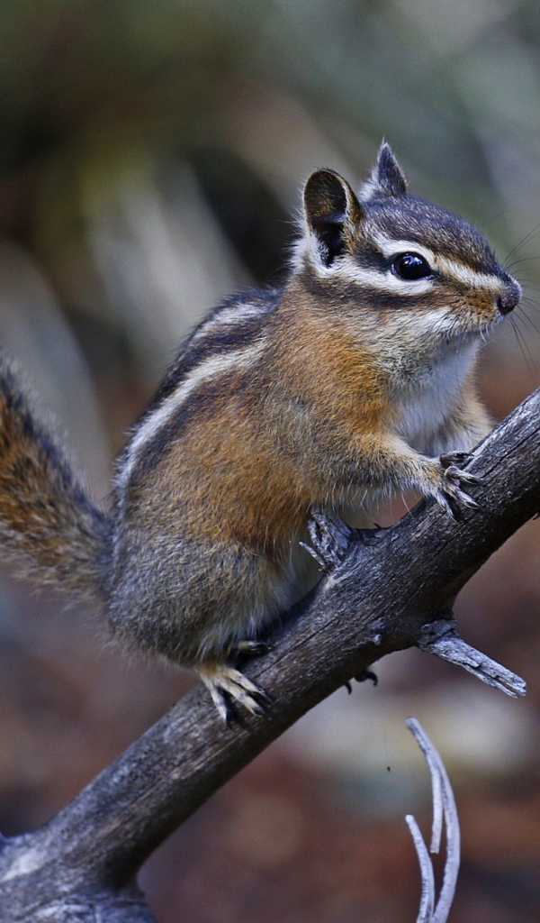 A small chipmunk on a dry branch