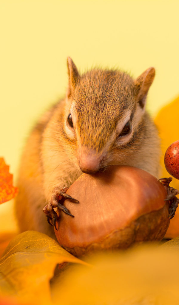 Маленькая рыжая белка грызет орех в желтых листьях