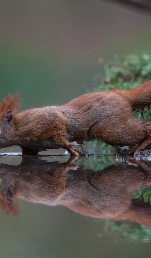 A small red squirrel near the water