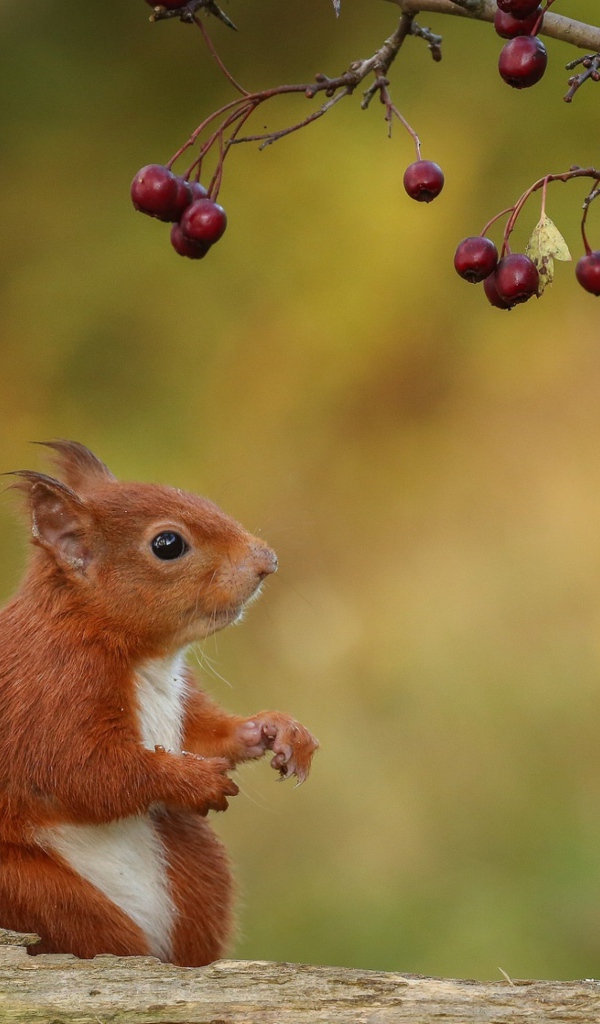 Маленькая белка сидит на ветке с красными ягодами