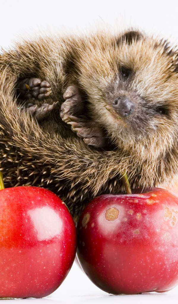 Cute hedgehog with apples on a white background