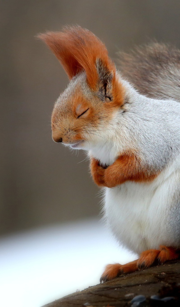 Fluffy gray squirrel sleeping on a branch