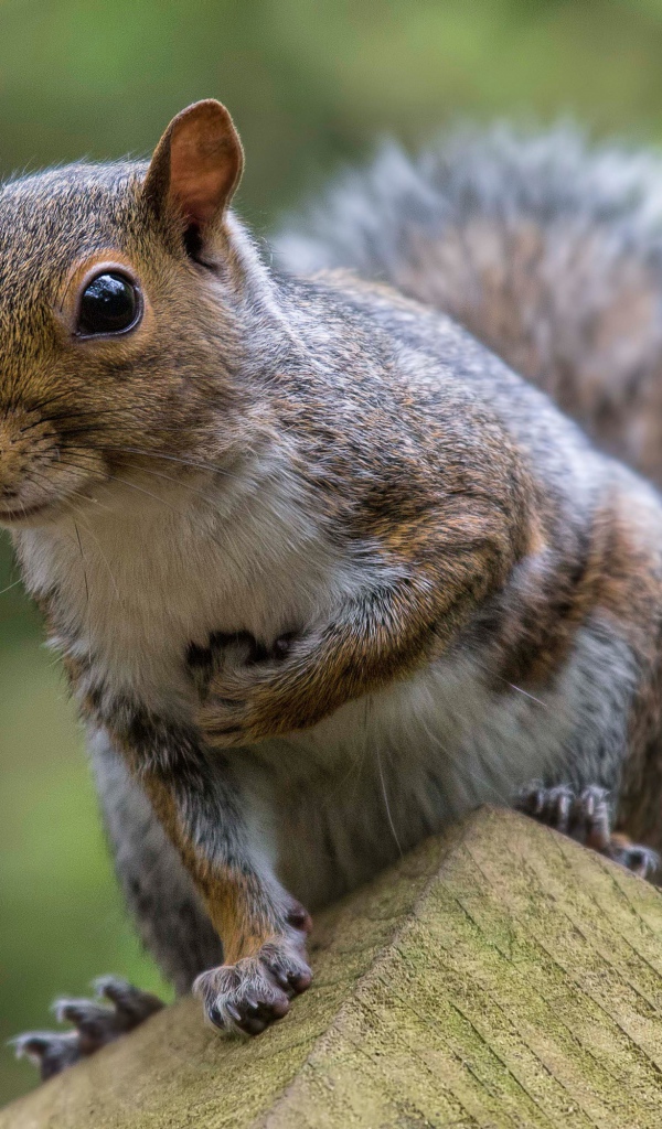Забавная любопытная белка крупным планом